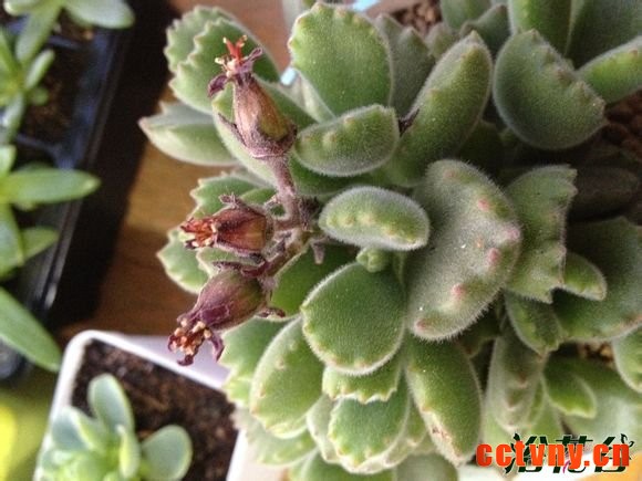 熊童子开花会死吗