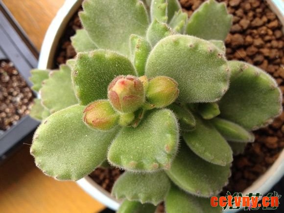 熊童子开花会死吗