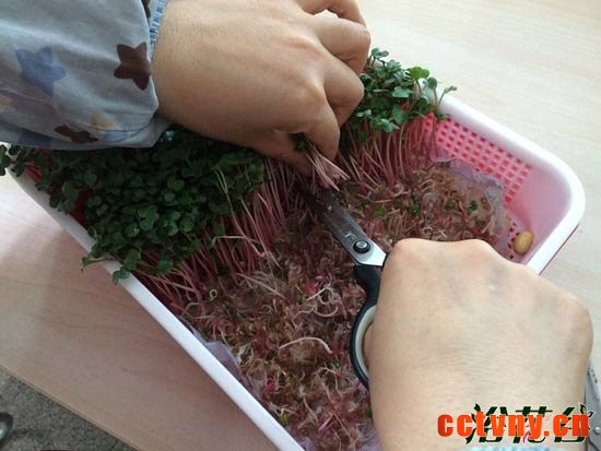 萝卜芽苗菜种植(图文)