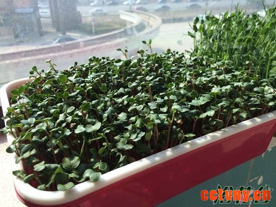 萝卜芽苗菜种植(图文)