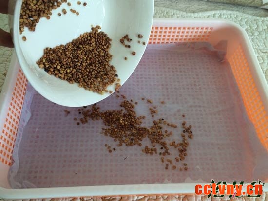 萝卜芽苗菜种植(图文)