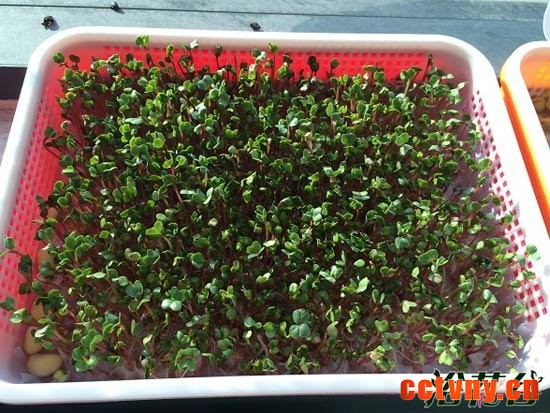 萝卜芽苗菜种植(图文)