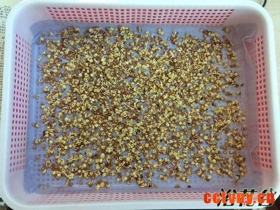 萝卜芽苗菜种植(图文)