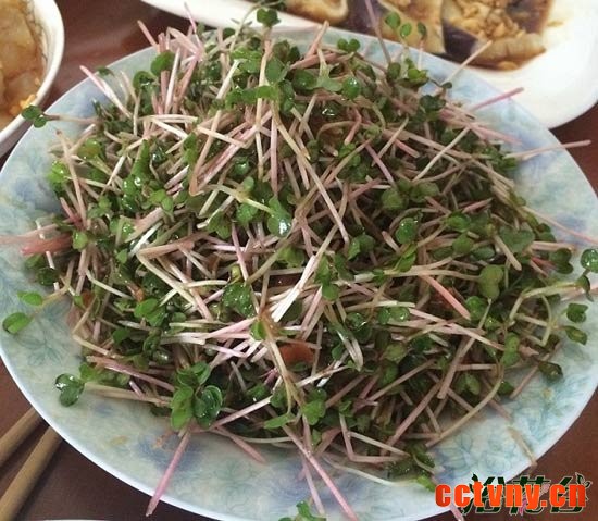 萝卜芽苗菜种植(图文)