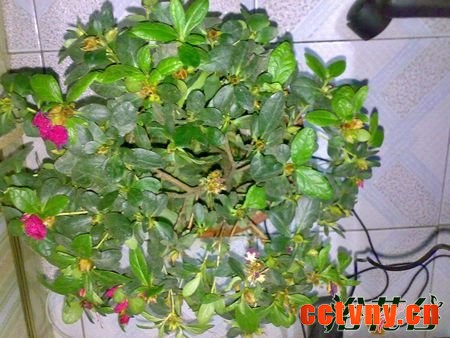 杜鹃花花蕾干枯
