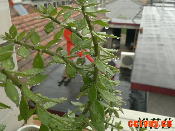 青叶麒麟嫁接的要点