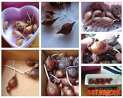 酢浆草发芽了怎么办