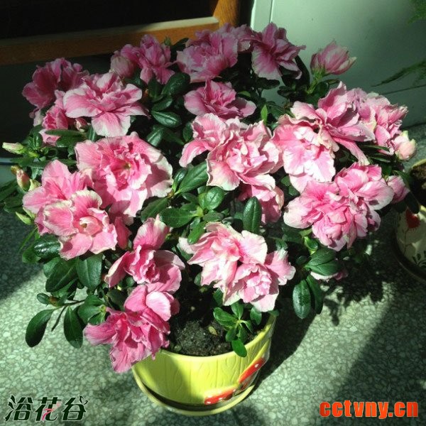 北方养杜鹃花的度夏方法