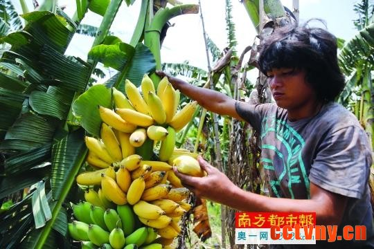 珠海一果农称10万斤蕉滞销烂地里 官方否认