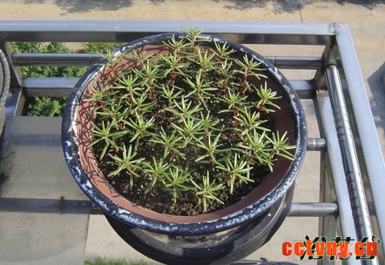 太阳花播种时间(附方法)