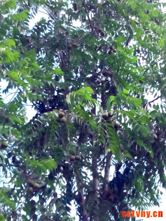 猴头核桃果树-200