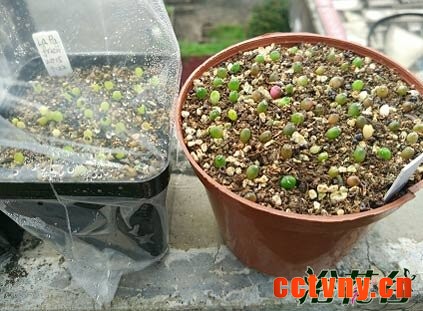 多肉种子播种季节（附心得）