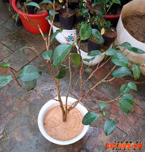 茶花烂根怎么办