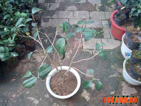 茶花烂根怎么办