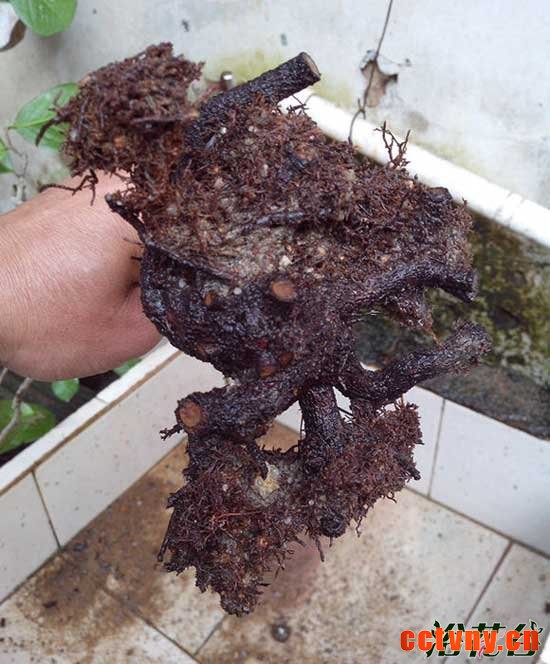 茶花烂根怎么办