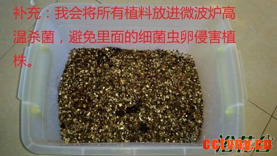 非洲紫罗兰怎么养（土壤篇）