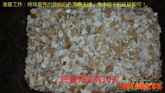 非洲紫罗兰怎么养（土壤篇）