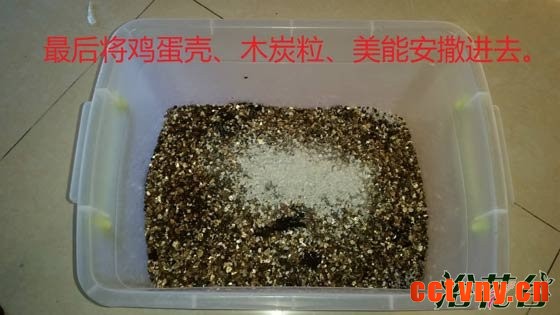 非洲紫罗兰怎么养（土壤篇）