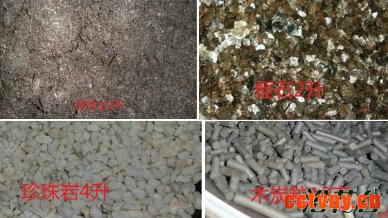 非洲紫罗兰怎么养（土壤篇）