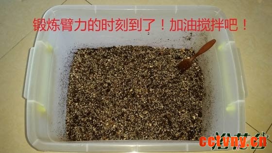 非洲紫罗兰怎么养（土壤篇）