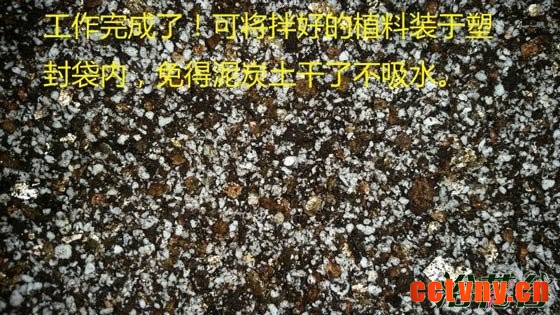 非洲紫罗兰怎么养（土壤篇）