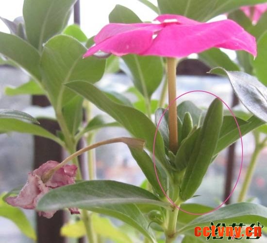 长春花结种子吗