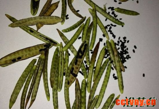 长春花结种子吗