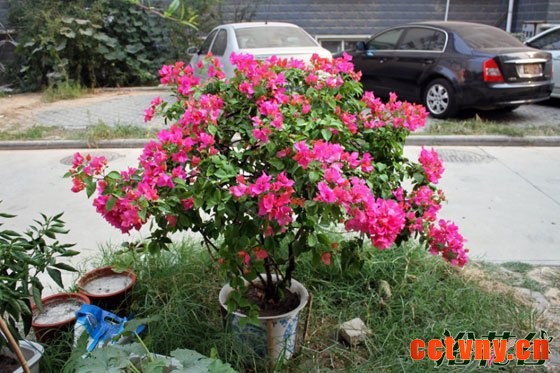 三角梅如何过冬