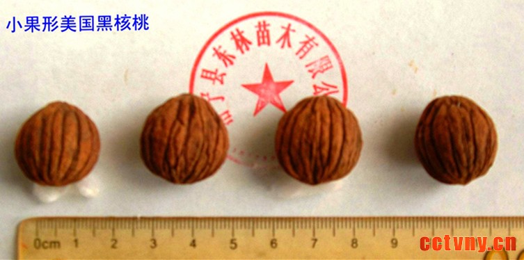 小猴头核桃-1