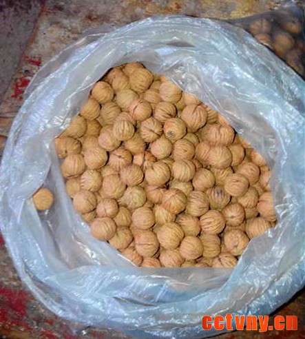 11-美国黑核桃金刚子-100