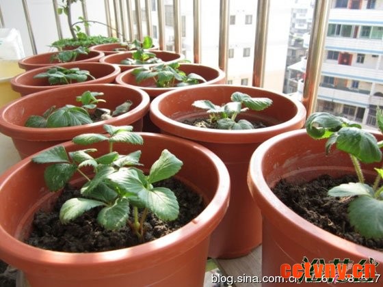 草莓种子的种植方法
