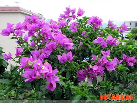 三角梅什么时候开花