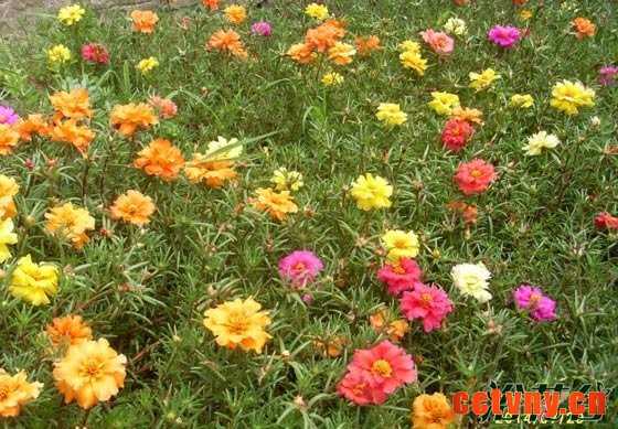 太阳花什么时候开花