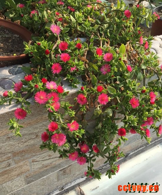 牡丹吊兰的花期有多长