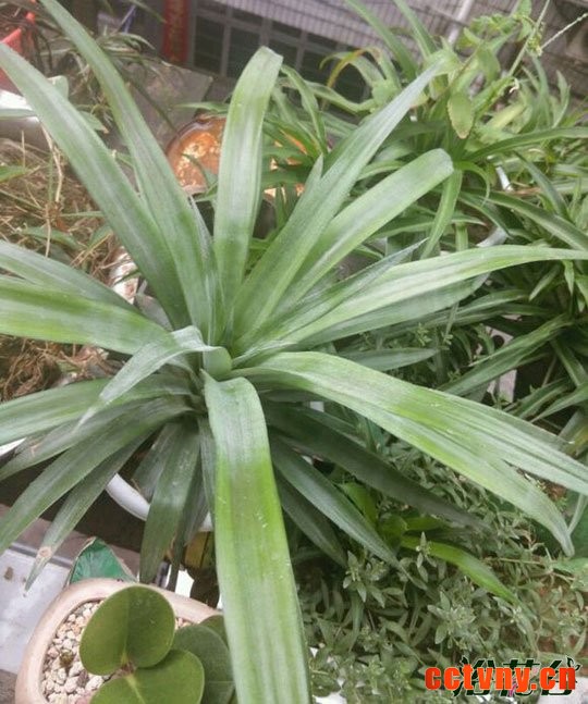 盆栽菠萝几年结果(能结果吗)