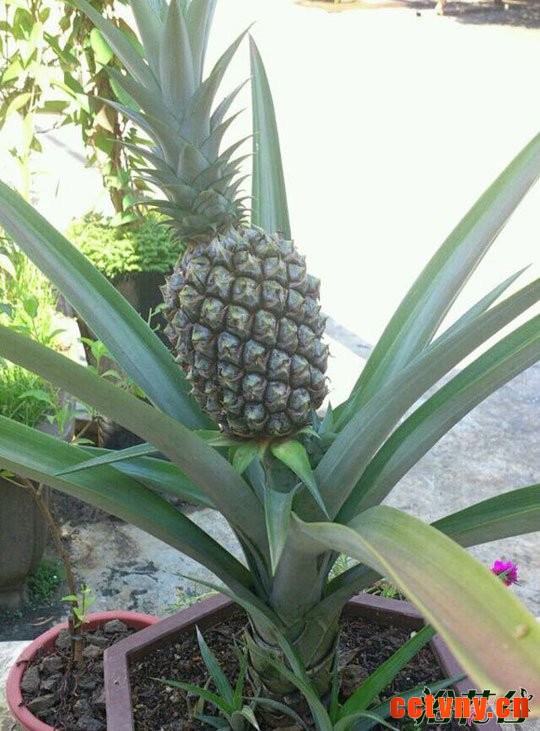 盆栽菠萝几年结果(能结果吗)