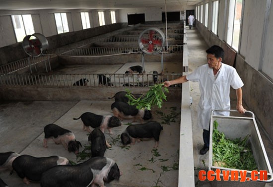 15日上午，在宁乡县流沙河镇沙龙畜牧有限公司的养殖基地，一位工作人员正在给小猪喂草。