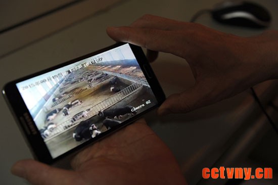 通过手机视频可观看养殖场花猪的生活场景。