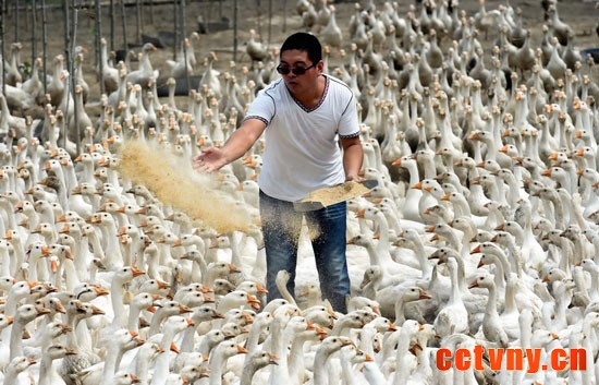 8月5日,王景坡在给大鹅喂食。
