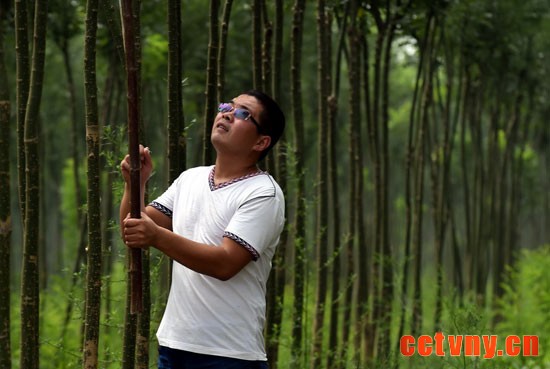 8月5日，王景坡在修剪树苗。