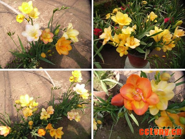 香雪兰的养殖方法和注意事项