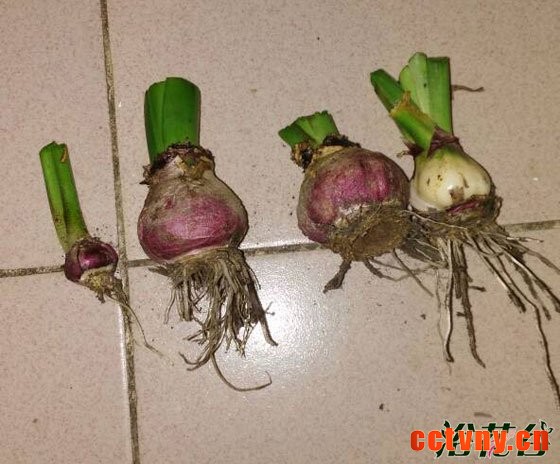 风信子开花后怎么处理