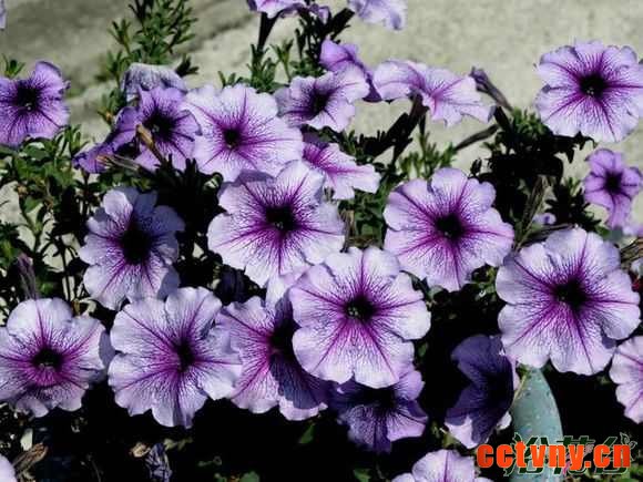 百万小玲矮牵牛哪个好养 如何区别