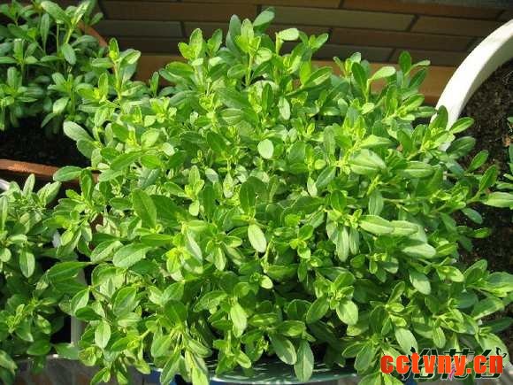 百万小玲矮牵牛哪个好养 如何区别