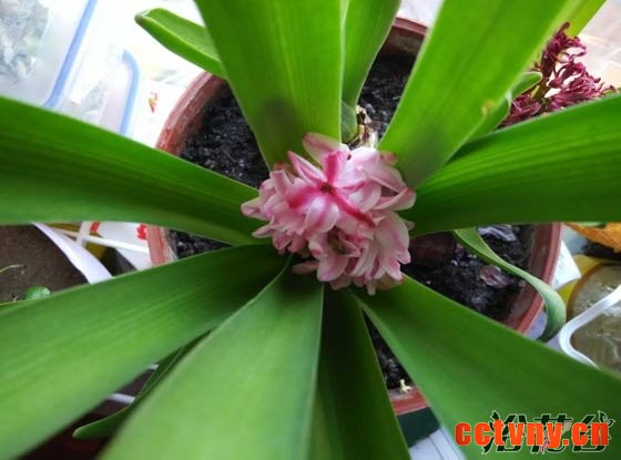 风信子开花后怎么处理