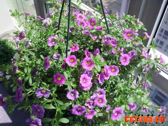 百万小玲矮牵牛哪个好养 如何区别