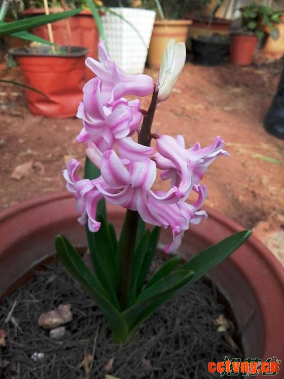 风信子开花后怎么处理