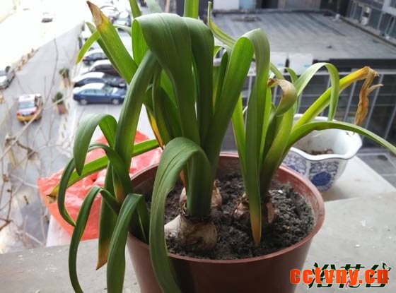 风信子开花后怎么处理