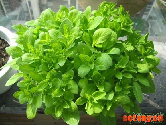 百万小玲矮牵牛哪个好养 如何区别