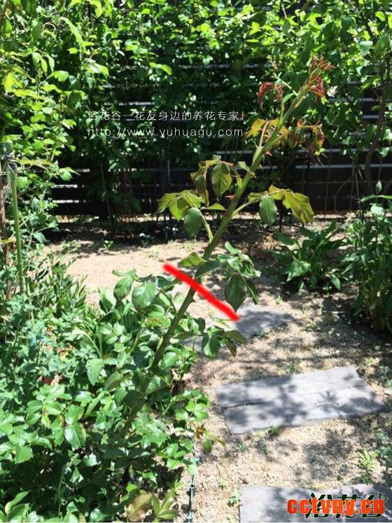 月季怎么打顶(图)